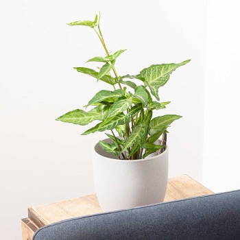 Cây trầu tróc bạc nhỏ